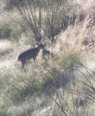 Odocoileus virginianus couesi