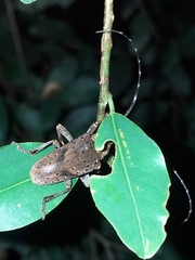 Jamesia papulenta