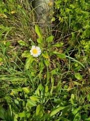 Bellis sylvestris