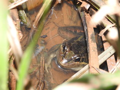 Leptodactylus paranaru