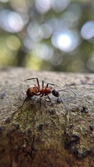 Polyrhachis bihamata