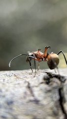 Polyrhachis bihamata