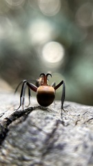 Polyrhachis bihamata