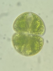 Cosmarium pyramidatum