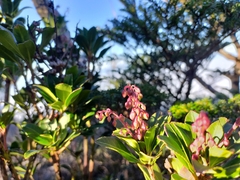 Pieris japonica taiwanensis