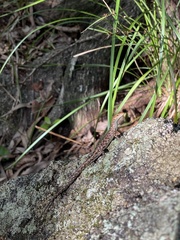 Lampropholis mirabilis