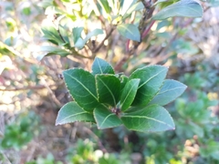 Pieris japonica taiwanensis