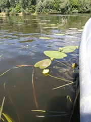 Nuphar lutea