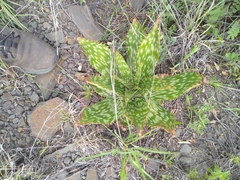 Aloe greatheadii