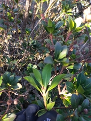 Pieris japonica taiwanensis