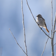 Phoenicurus erythronotus