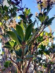 Pieris japonica taiwanensis