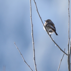 Phoenicurus erythronotus