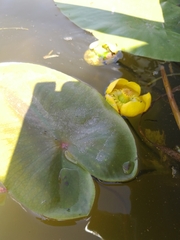 Nuphar lutea
