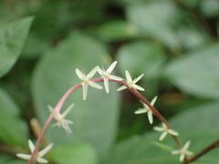 Petiveria alliacea