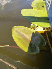 Nuphar lutea