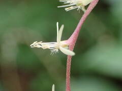 Petiveria alliacea