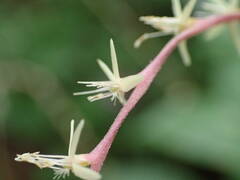 Petiveria alliacea