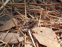 Acantholipes