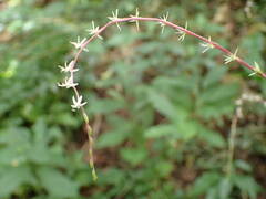 Petiveria alliacea