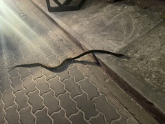 Malayopython reticulatus