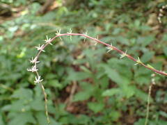 Petiveria alliacea