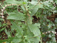 Petiveria alliacea