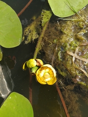 Nuphar lutea