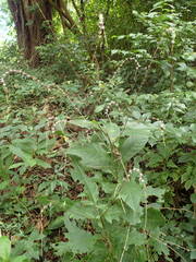 Petiveria alliacea