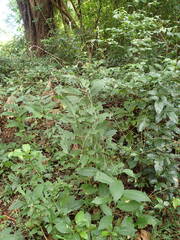 Petiveria alliacea
