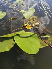 Nuphar lutea