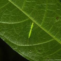 Ankylopteryx pallida