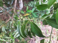 Cinnamomum burmanni