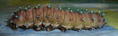 Saturnia pyri