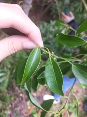 Cinnamomum burmanni