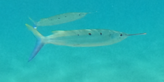 Hemiramphus far