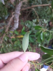 Cinnamomum burmanni