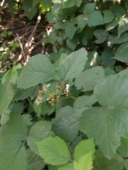 Rubus caesius