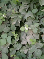 Rubus caesius