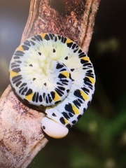 Cimbex quadrimaculatus