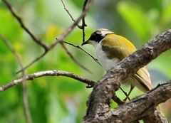 Melithreptus albogularis