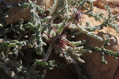 Centaurea aegyptiaca