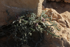 Centaurea aegyptiaca