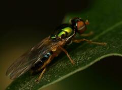 Microchrysa