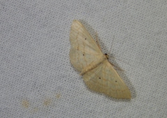 Scopula spoliata