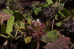Trifolium spumosum
