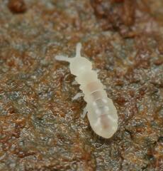 Onychiurinae