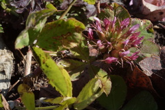 Trifolium spumosum