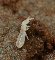 Onychiurinae