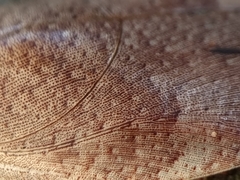 Pseudophoraspis nebulosa